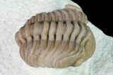 Curled Paciphacops Trilobite - Black Cat Mountain, Oklahoma #168819-3